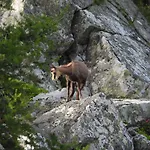 Berg-arche Sankt Margarethen im Lavanttal