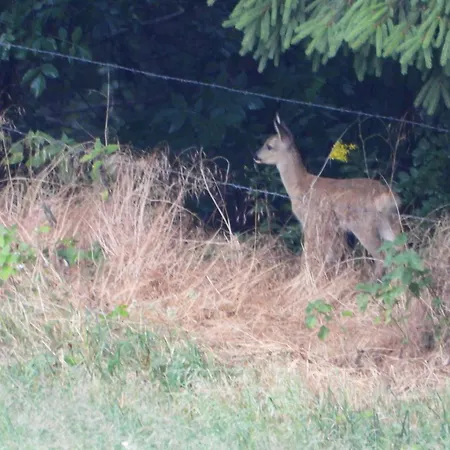 Berg-arche Apartment *