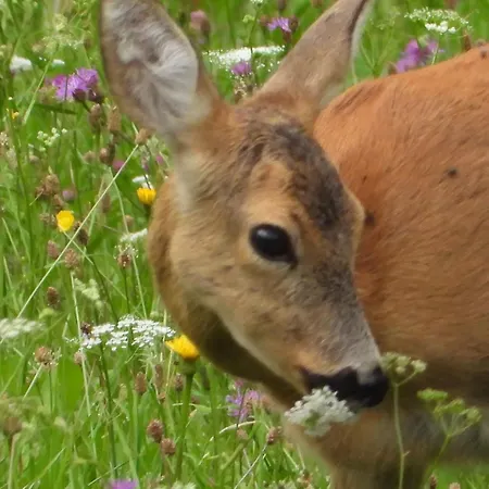 Apartment Berg-arche *