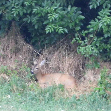 Berg-arche Sankt Margarethen im Lavanttal