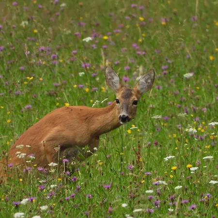 Berg-arche Apartment