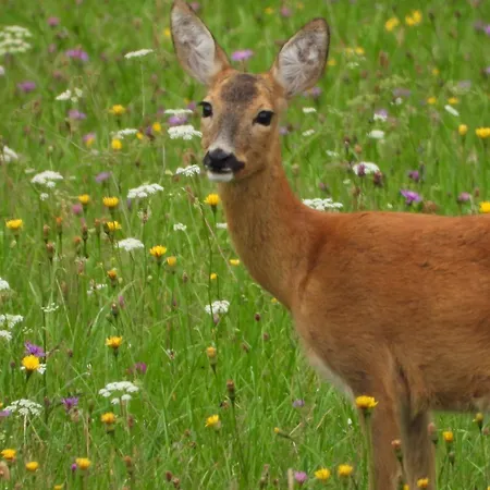 Berg-arche Apartment *