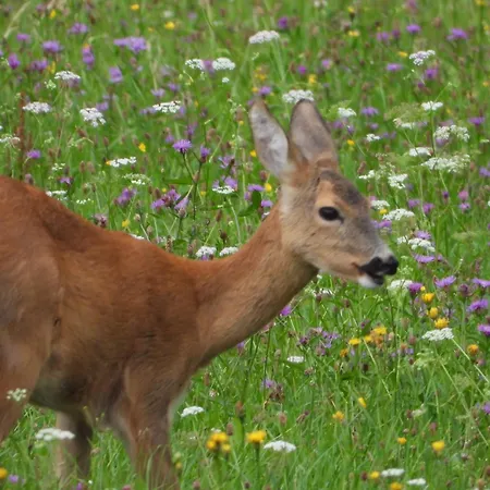 Berg-arche Apartment Sankt Margarethen im Lavanttal