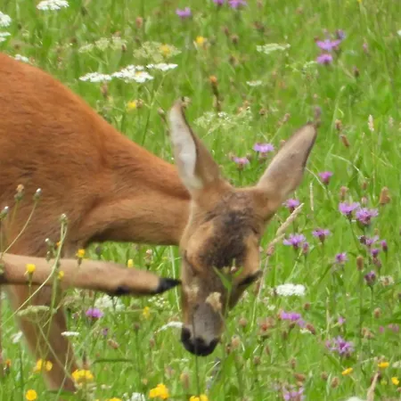 Daire Berg-arche Sankt Margarethen im Lavanttal