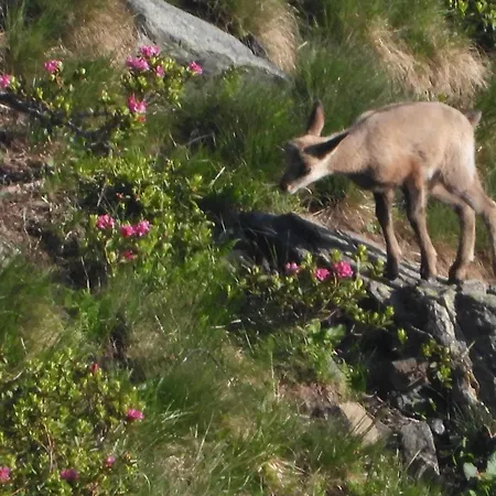 Berg-arche * Sankt Margarethen im Lavanttal