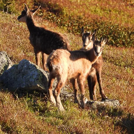 Berg-arche Apartment