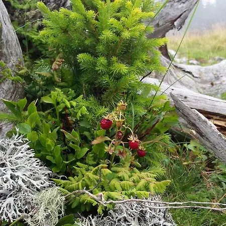 Berg-arche Apartment