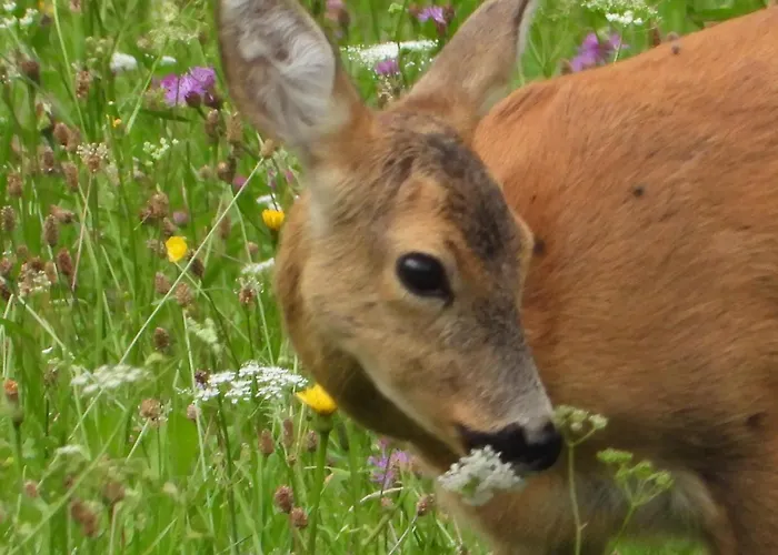 Διαμέρισμα Berg-arche *
