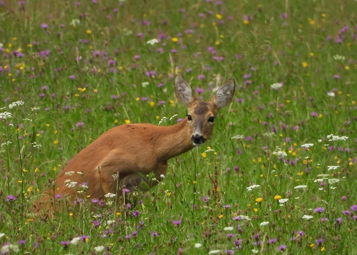 Berg-arche Διαμέρισμα