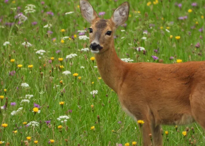 Berg-arche Διαμέρισμα *