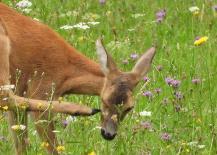 Διαμέρισμα Berg-arche Sankt Margarethen im Lavanttal
