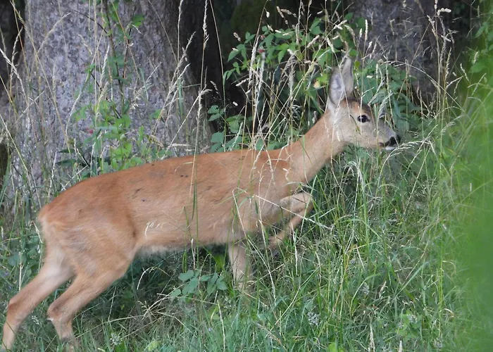 Berg-arche Apartament