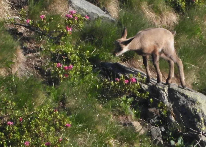 Berg-arche * Sankt Margarethen im Lavanttal