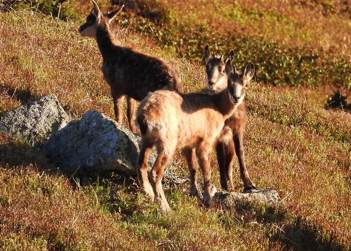 Berg-arche Apartment