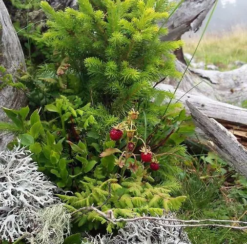 Berg-arche Apartament